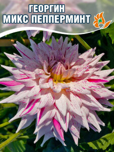 Георгин Микс Пепперминт (кактусовидный) Георгин Микс Пепперминт (кактусовидный)