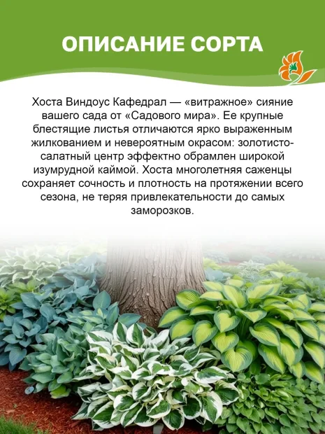 Хоста Кафедрал Виндоус