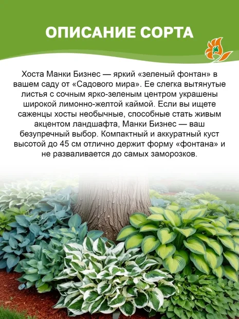 Хоста Манки Бизнес 