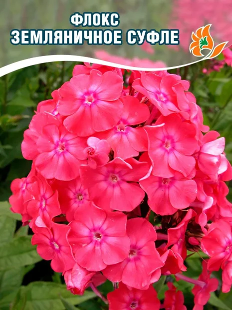 Флокс Земляничное суфле