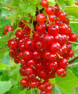 Смородина Ненаглядная (красная)