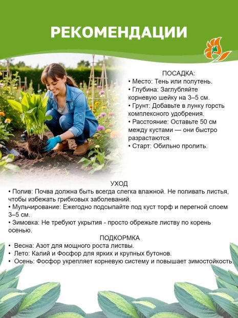 Хоста Стриптиз