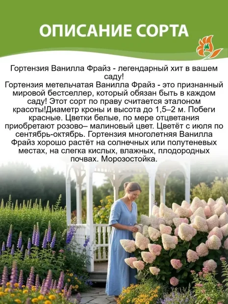 Гортензия Ванилла Фрайз (метельчатая)  саженцы 