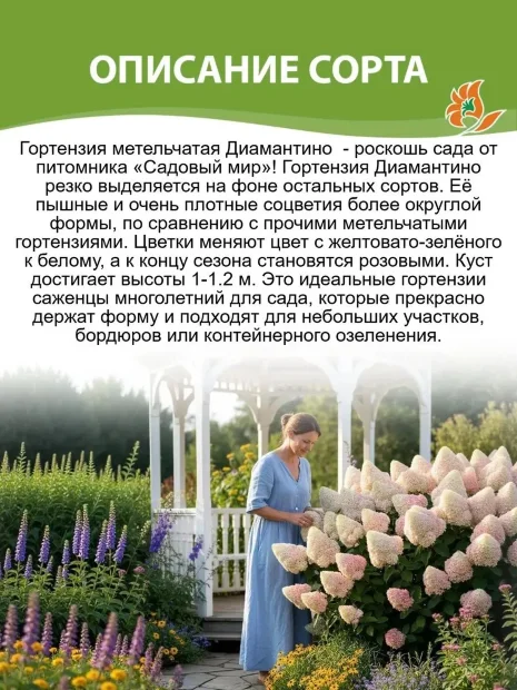Гортензия Диамантино (метельчатая)  саженцы 