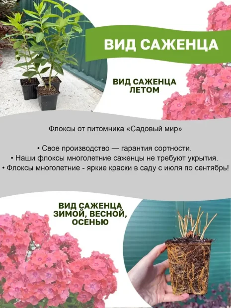 Флокс Тенор