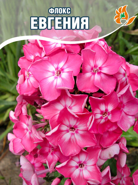 Флокс Евгения 