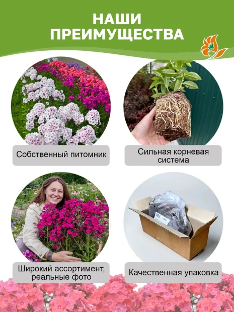 Флокс Евгения 