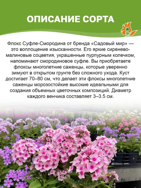 Флокс Суфле-Смородина