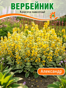 Вербейник Александр (точечный) Вербейник Александр (точечный)