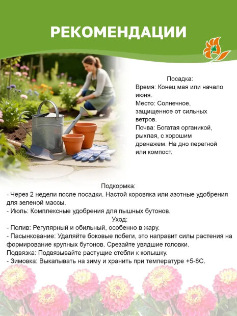 Георгин Сноуфлейк (помпонный)