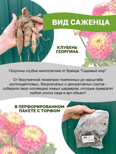 Георгин Сноуфлейк (помпонный)