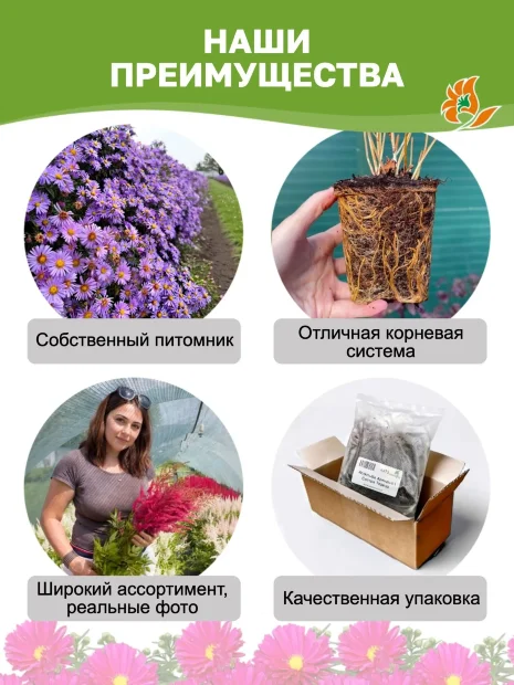 Астра Роял Руби (кустарниковая)