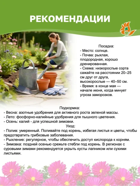 Астра Роял Руби (кустарниковая)