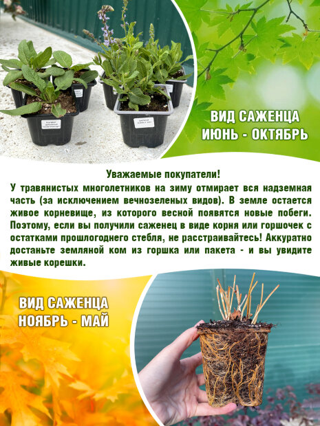 Камнеломка Хардер Цверг, Арендса