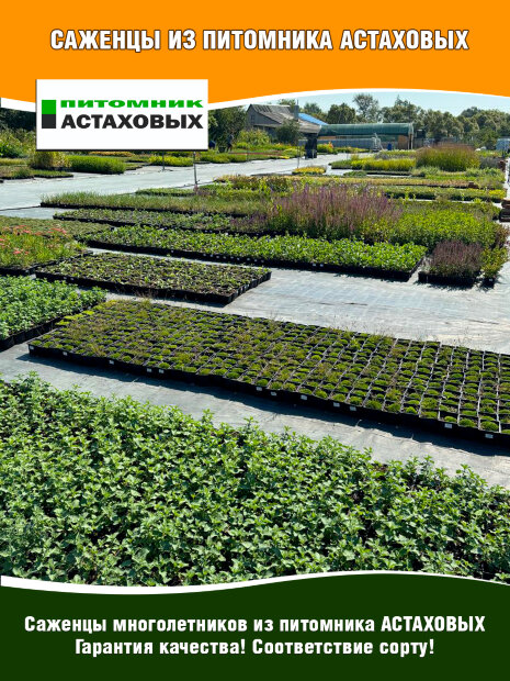 Камнеломка Хардер Цверг, Арендса