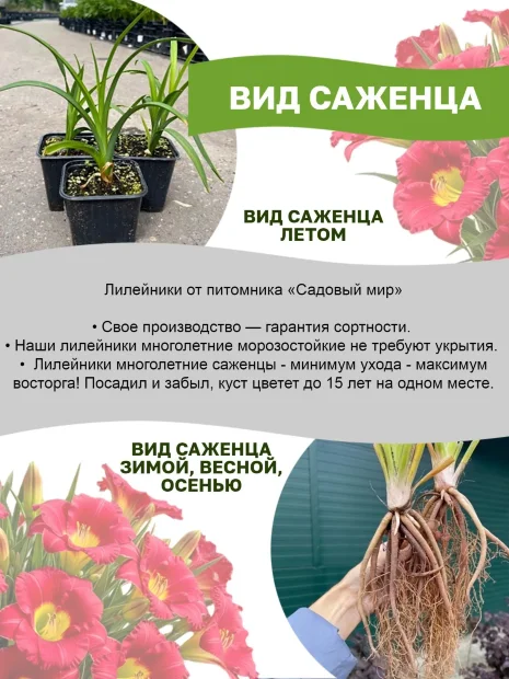 Лилейник Мини Стелла 
