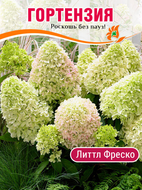 Гортензия Литтл Фреско (метельчатая) саженцы 