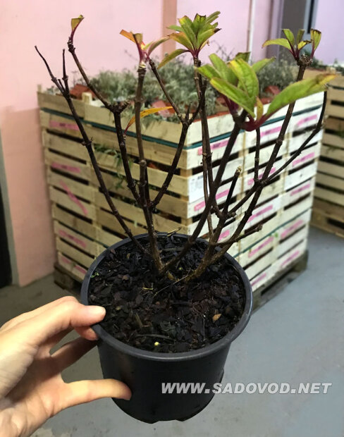 Гортензия Петит Флори (метельчатая) саженцы 