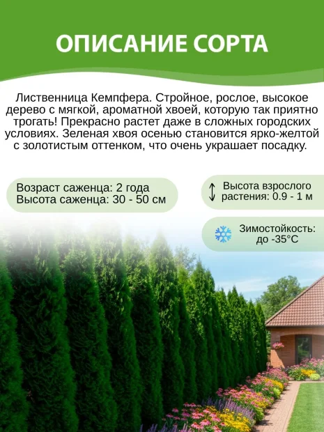 Лиственница Кемпфера 