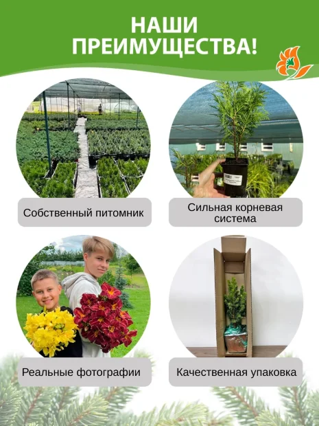 Лиственница Кемпфера 