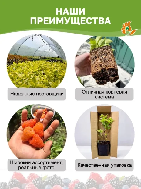 Ежевика Каддо (бесшипая) саженцы 