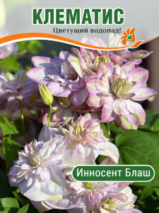 Клематис Инносент Блаш (крупноцветковый) Клематис Инносент Блаш (крупноцветковый)