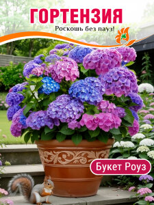 Гортензия Букет Роуз (крупнолистная) Гортензия Букет Роуз (крупнолистная)