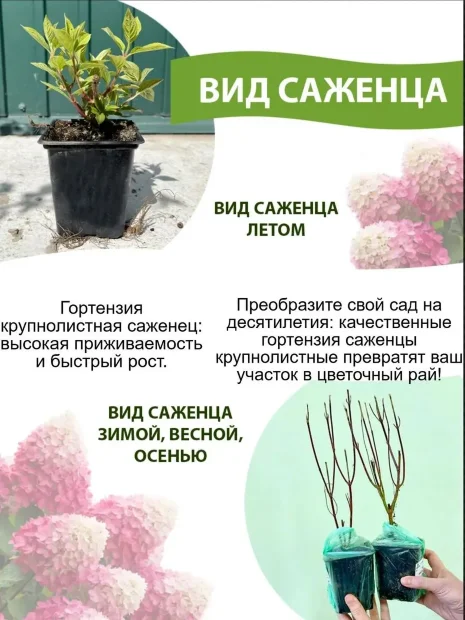 Гортензия Букет Роуз (крупнолистная) саженцы 