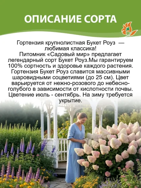 Гортензия Букет Роуз (крупнолистная) саженцы 