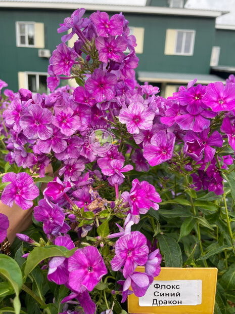 Флокс Синий Дракон (Р9)