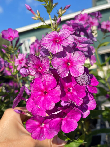 Флокс Синий Дракон (Р9)