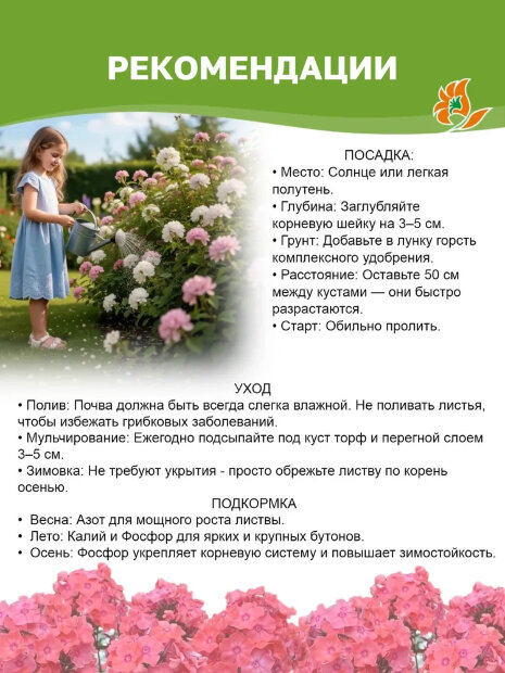 Флокс Синий Дракон (Р9)