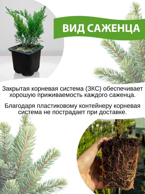 Туя Ауреаспиката (западная)