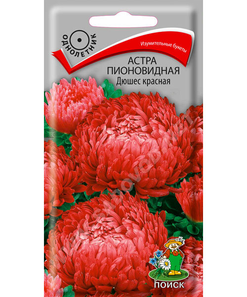 Астра пионовидная Дюшес Красная семена