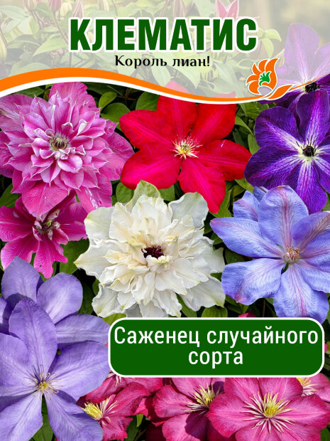 Клематис в ассортименте саженцы 