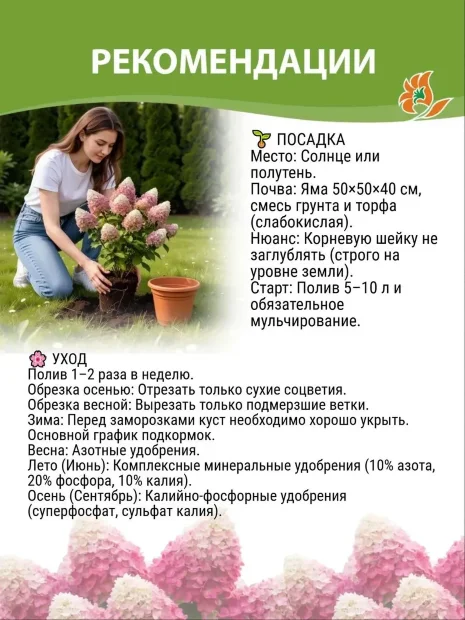 Гортензия Пинки Винки (метельчатая) саженцы 