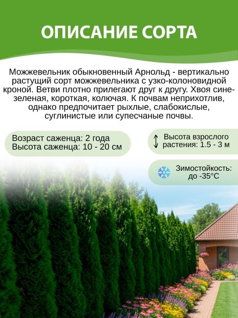 Можжевельник Арнольд (обыкновенный)