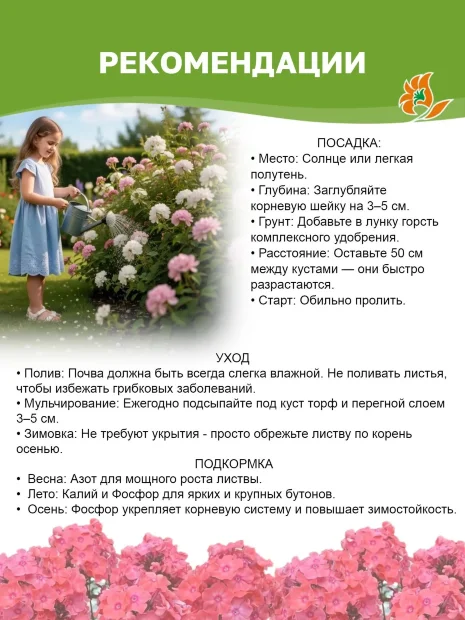 Флокс Клементина
