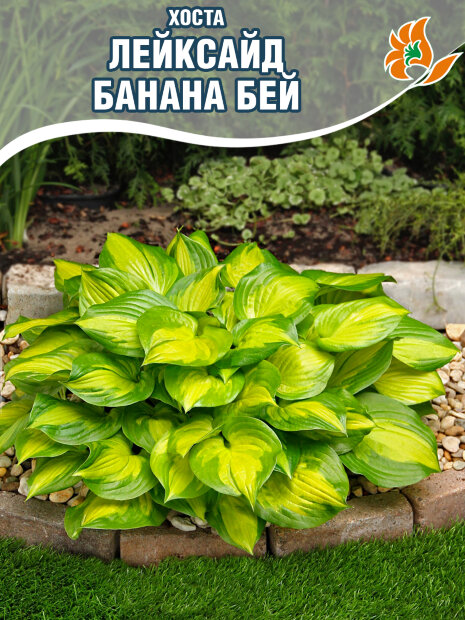 Хоста Лейксайд Банана Бэй