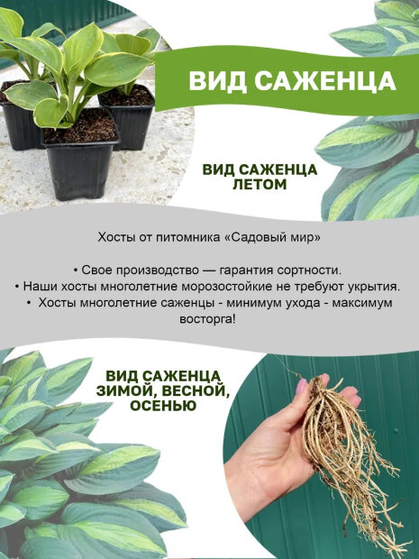 Хоста Риски Бизнес