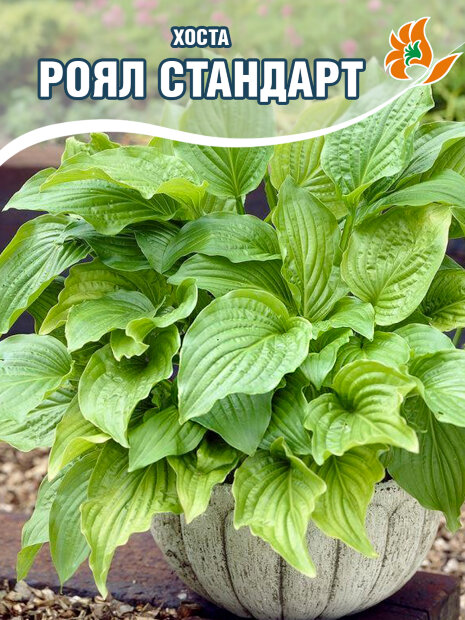 Хоста Роял Стандарт