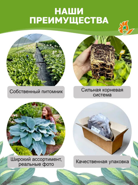 Хоста Роял Стандарт