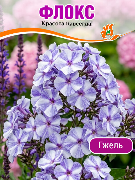 Флокс Гжель