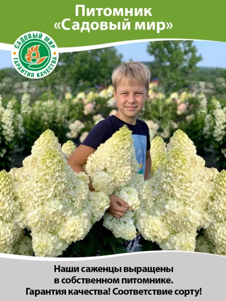 Пузыреплодник Андре (калинолистный) саженцы 