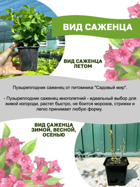 Пузыреплодник Андре (калинолистный) саженцы 
