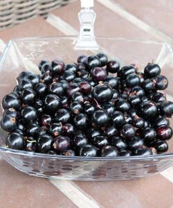 Смородина Севчанка (чёрная)