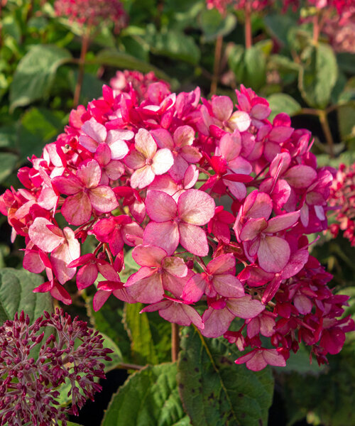 Гортензия Руби Аннабель (древовидная) саженцы 