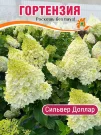 Гортензия Сильвер Доллар (метельчатая) Гортензия Сильвер Доллар (метельчатая)