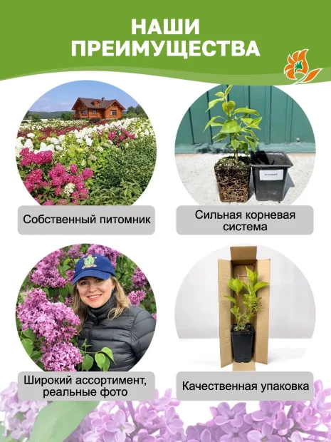 Сирень Маленький Принц (обыкновенная) саженцы 