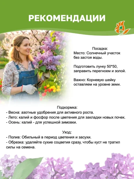 Сирень Маленький Принц (обыкновенная) саженцы 